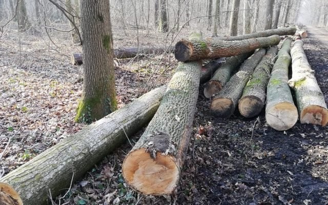 Acțiune pentru prevenirea ilegalităților în domeniul forestier