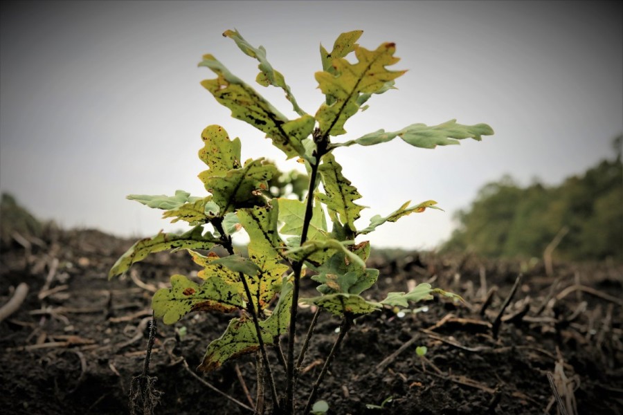 Debutul Lunii Plantării Arborilor este marcat de Romsilva prin acțiuni de împădurire