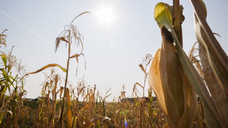 Întâlnire pentru dezvoltarea reţelei de irigaţii din judeţ; seceta a făcut ravagii în 61 de comune din judeţ