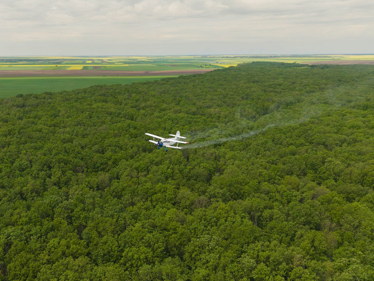 Romsilva a efectuat în această primăvară lucrări de combatere a omizilor defoliatoare pe o suprafață de peste 2.700 de hectare fond forestier